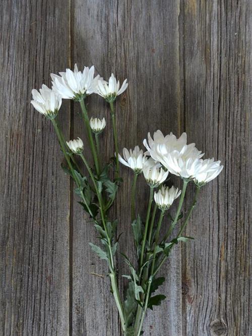 ARCTIC QUEEN  WHITE POMPONS